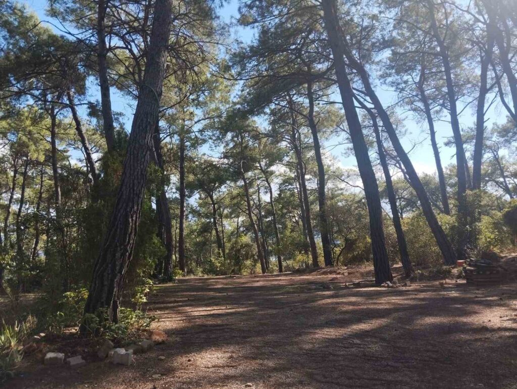 Akyaka Gökova Orman Parkında Temi̇zli̇k Ve Elektri̇k Yeni̇leme Çalışmaları Başladı