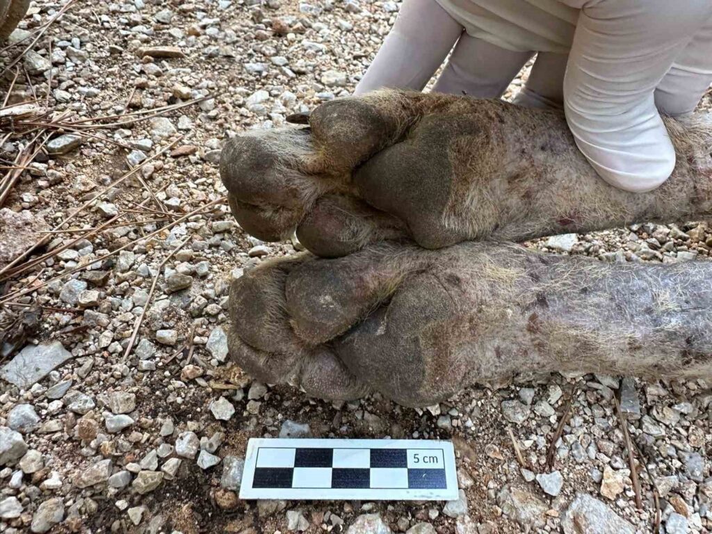 Çi̇zgi̇li̇ Sırtlan Sanıldı, Kurt Çıktı