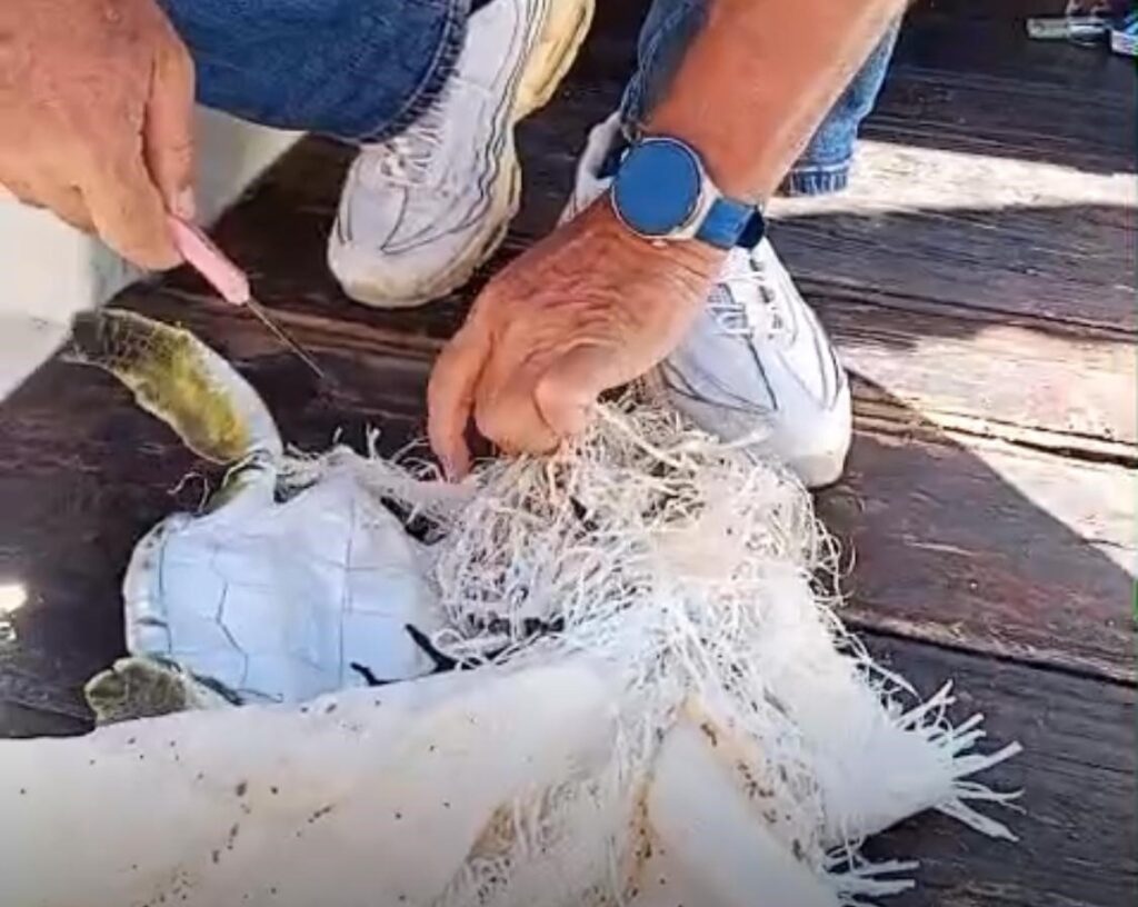 Marmari̇s Körfezi̇nde Çuvala Dolanan Deni̇z Kaplumbağasını Çevreci̇ler Kurtardı