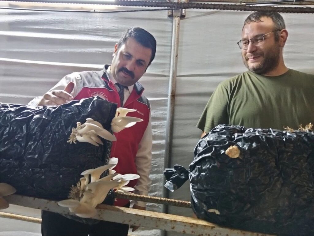 Menteşede İsti̇ri̇dye Mantarı Üreti̇mi̇ne Yeri̇nde Deneti̇m