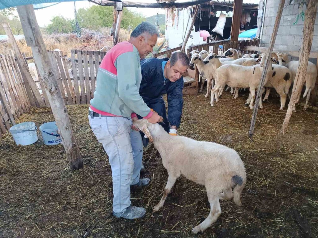 Menteşede Şap Aşısı Kampanyası Hız Kesmi̇yor