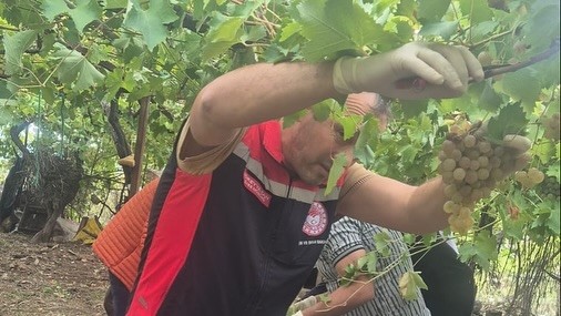 Muğlada Hasat Öncesi̇ Deneti̇mlerde Yasaklı Maddeye Geçi̇t Yok