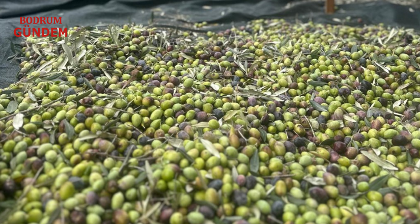 Bodrum’da Zeytin Hasadı Başladı