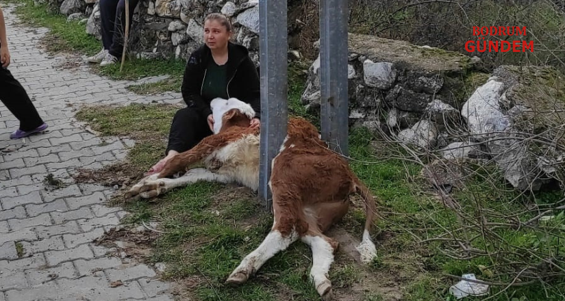 Aydınlatma direğine sıkışan buzağıyı itfaiye ekipleri kurtardı