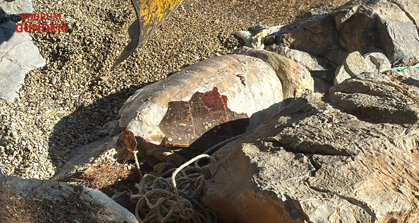 Bodrum sahiline vuran caretta caretta vinçle kaldırıldı