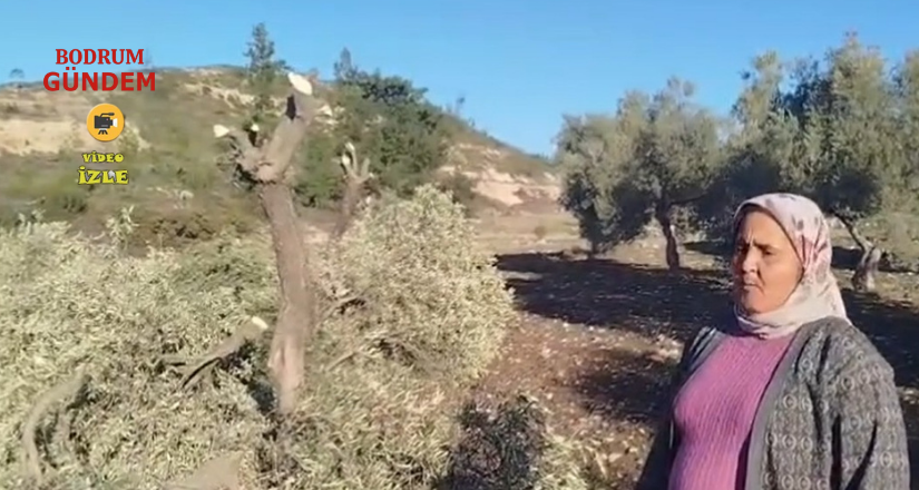 Limak Tapulu Araziye Girdi: Zeytinler Kesildi