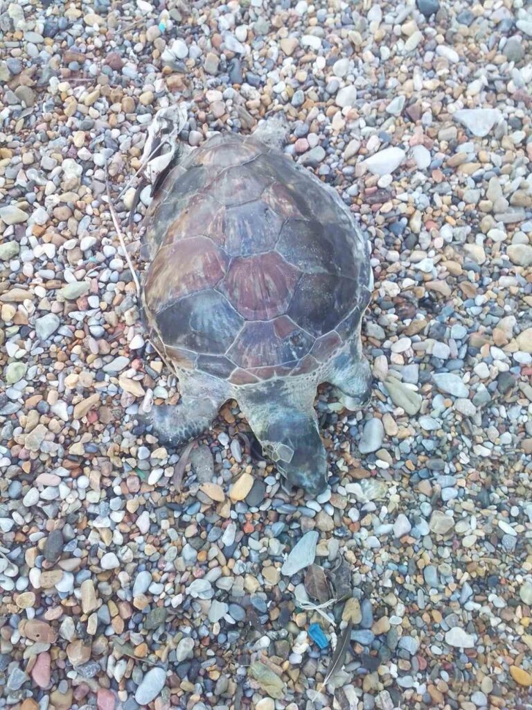 Bodrum’da yavru caretta caretta kıyıya vurdu