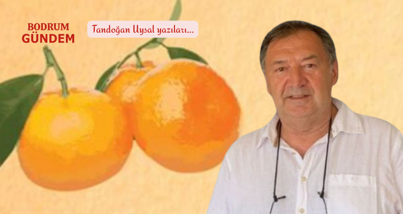 Bodrum’un Kokusu Kutuyla Gönderilir mi? Gönderilmiş