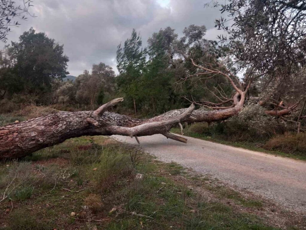 Bodrum’da fırtına ağaçları devirdi