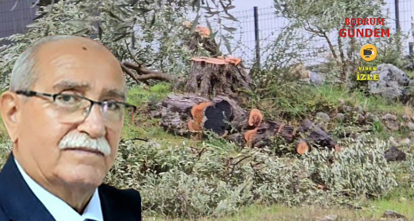 CHP’li Eski Milas İlçe Başkanına Zeytin Kesiminden 36 bin 762 lira ceza