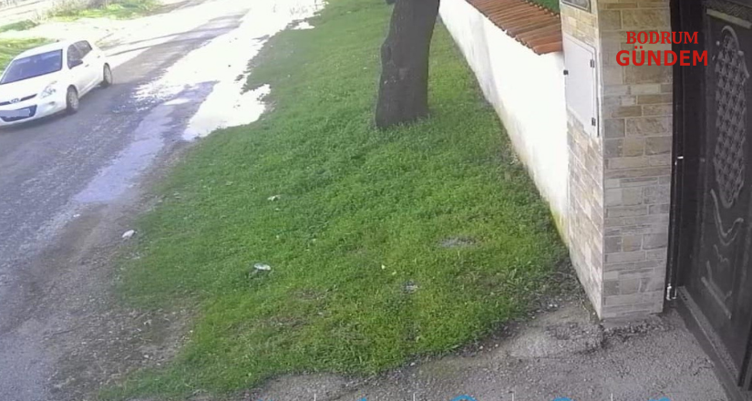Köpeği çalınan vatandaştan hırsıza çağrı
