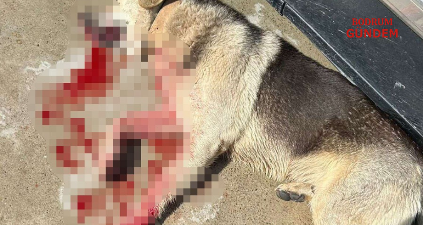 Köpekleri Vuran İşletmeci Tutuklandı