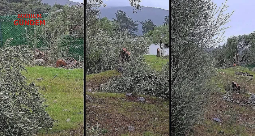 “Zeytin Kesim” tartışmasına, Valilik soruşturma başlattı