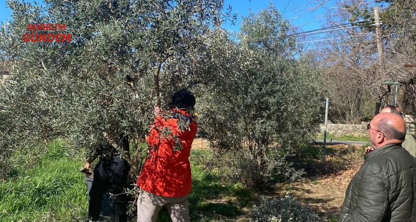 Zeytin ağaçları mercek altında