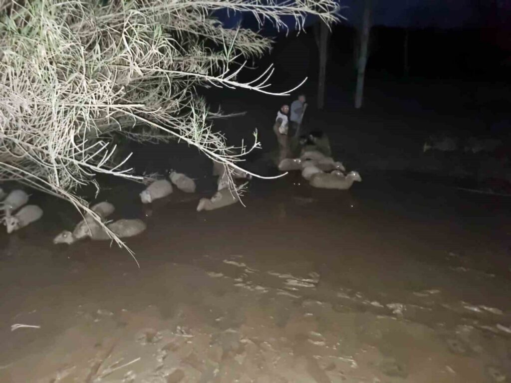 Çamura Saplanan Koyunlar Kurtarıldı