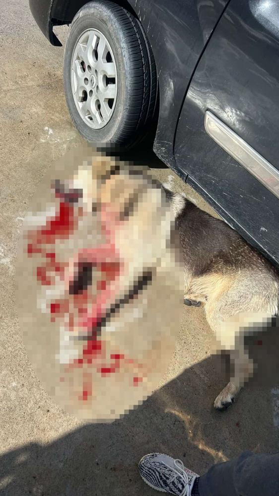 Bodrum’da 2 Köpek Vuruldu