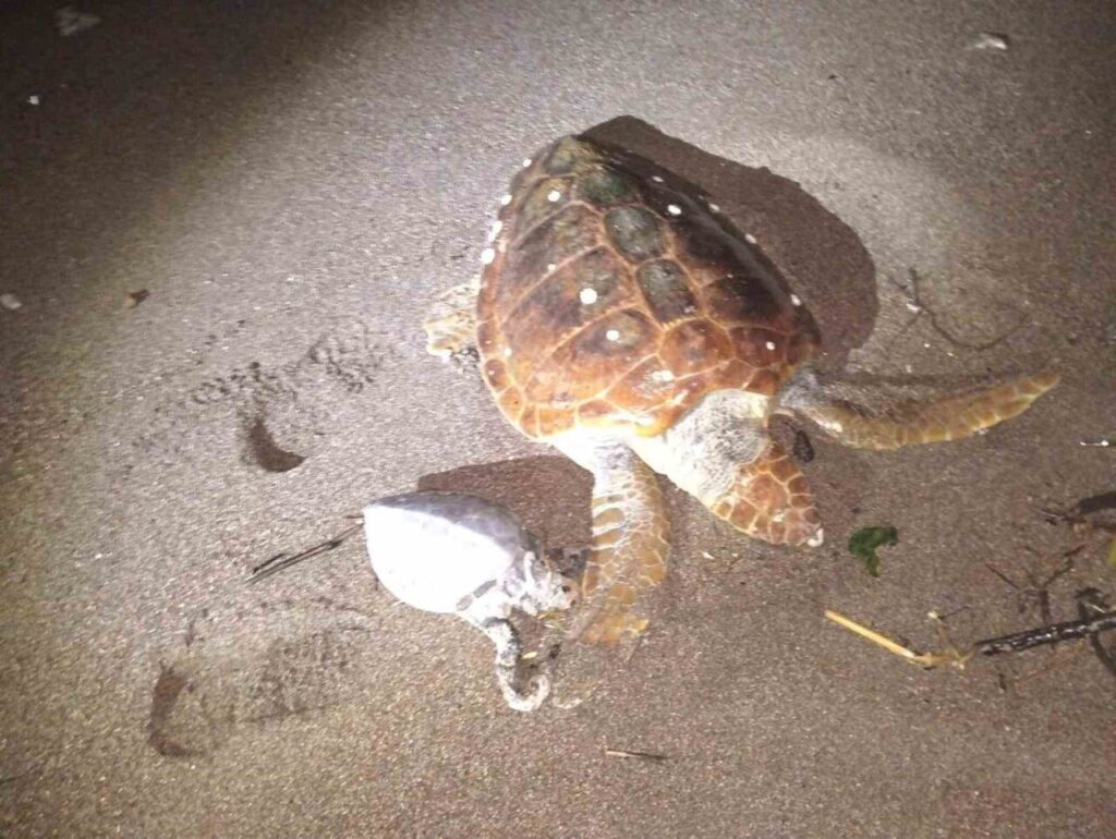 2 Caretta Caretta kıyıya vurdu