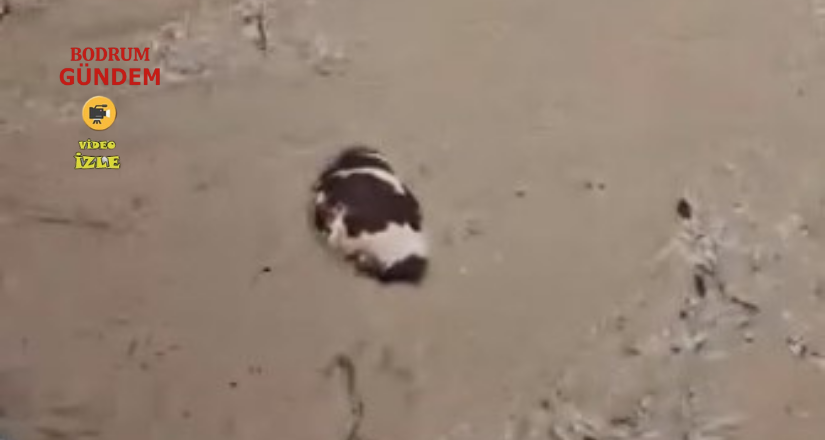 İnek sel sularına kapıldı