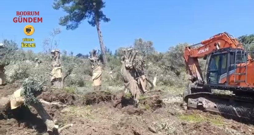 Akbelen’de Zeytin Ağaçlarının Sökülmesine Tepki