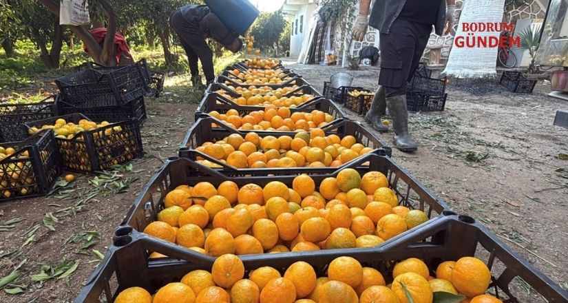 Bodrum Turunçgil Üretici Birliği Genel Kurula Gidiyor