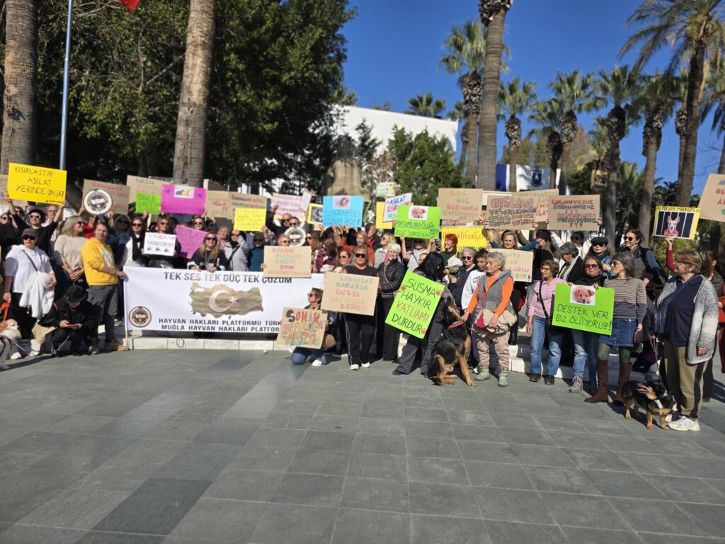 Bodrum’da Sokak Hayvanları İçin Tek Yürek Oldular