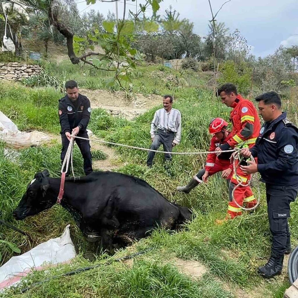 Mahsur kalan inek itfaiye ekipleri tarafından kurtarıldı