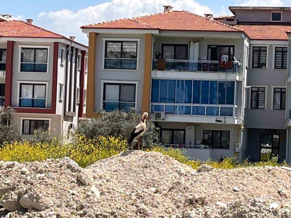 Yatağan’ı leylekler mesken tuttu