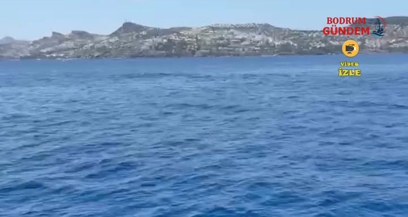 Gündoğan’da Hayalet Ağ Temizliğine Yunuslar Eşlik Etti