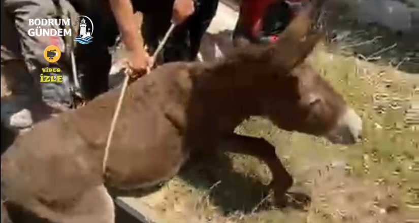 Havalandırma boşluğuna düşen eşek kurtarıldı