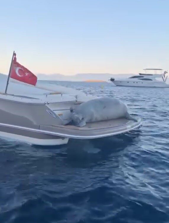 Akdeniz Foku’nun motoryat keyfi